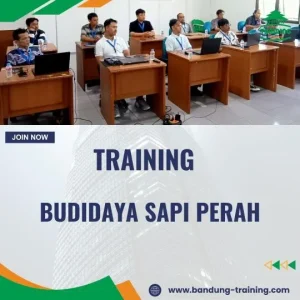 Training Ternak Sapi Perah