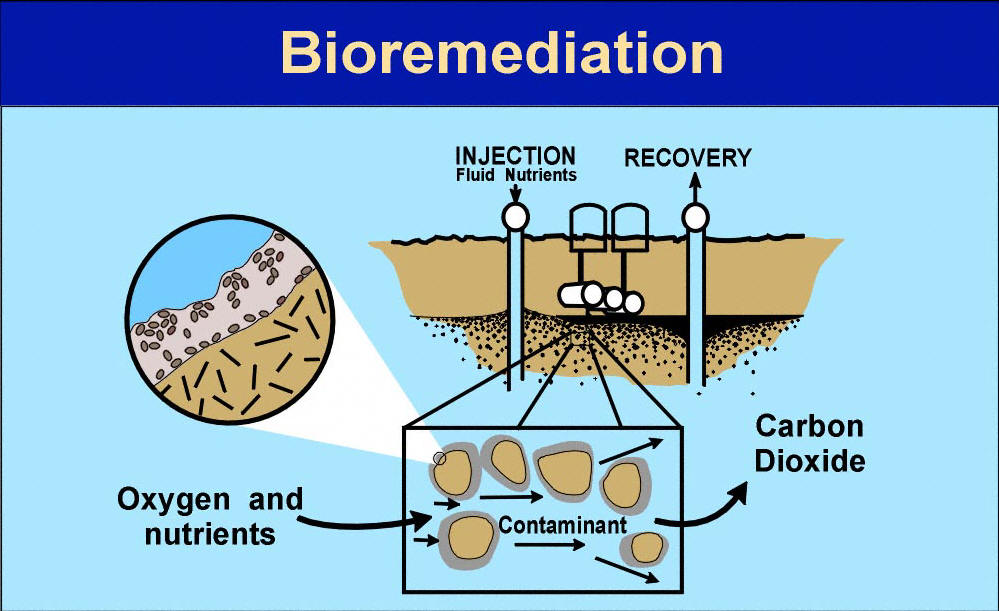 BIOREMEDIATION : UPDATING OF THE TECHNOLOGY AND APPLICATION